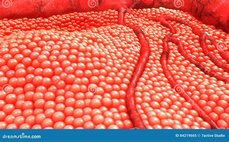human body cells stock image image  biology nucleolus