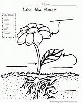 Plant Parts Pages Coloring Label Plants Printable Grade Worksheet Kindergarten Science Photosynthesis Flower Stem Diagram Bean Drawing First Colouring Worksheets sketch template