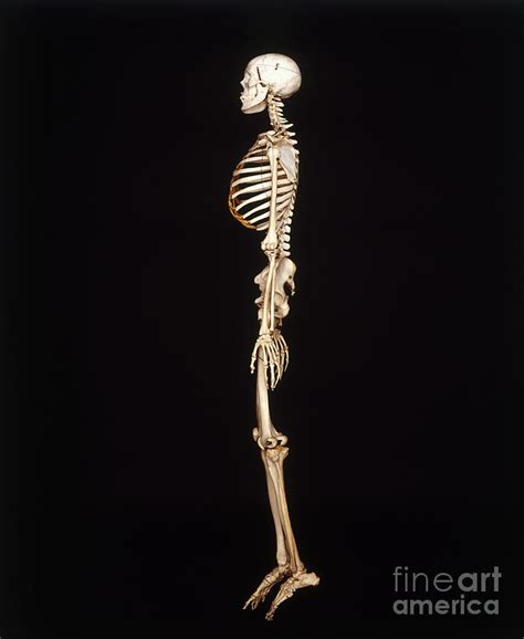 human skeleton side view photograph  john davis dorling kindersley