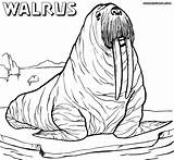 Walrus Coloring Pages Realistic Drawing Sheet Print Designlooter Cute Animal Getdrawings 64kb 926px 1000 Colorings sketch template
