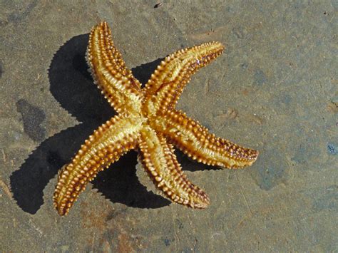 starfish   sea star coastwatchcoastwatch