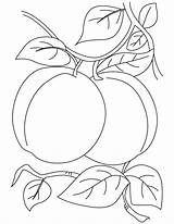 Coloring Pages Apricot Plum Fruits Pair Kids Printable Drawing Fruit Vegetables Colorat Index Flower Imagini Corn Lemon Getdrawings Print Choose sketch template