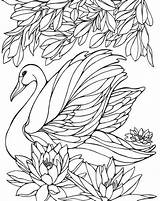 Coloring Pages Painting Adult Swan Printable Embroidery Birds Bird Patterns Watercolor Adults Colouring Sheets Books Swans Color Glass Heller Ruth sketch template