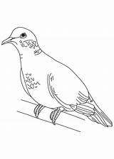 Dove Coloring Turtle Pages Mourning Doves Outline Drawing Peace Pigeon Clip Printable Clipart Library Getdrawings Popular Color Coloringhome Getcolorings Outlines sketch template