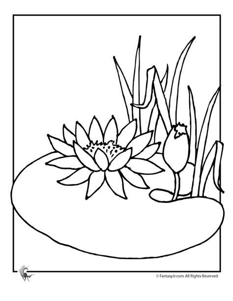 lily flower coloring pages   lily flower coloring