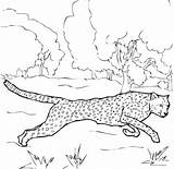 Cheetah Coloring Pages Printable Running Realistic Ocelot Baby Cartoon Grassland Colouring Drawing Color Sheet Getdrawings Getcolorings Line Print Colorings Grass sketch template