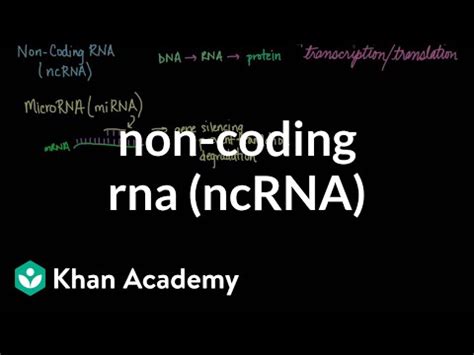 coding rna ncrna video khan academy