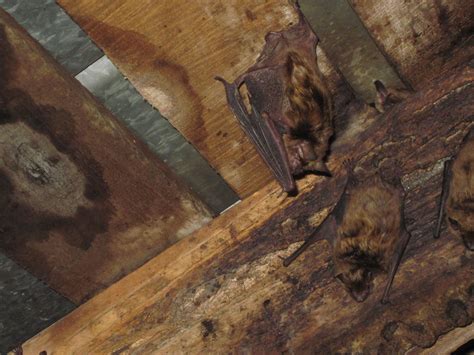 bats  attic