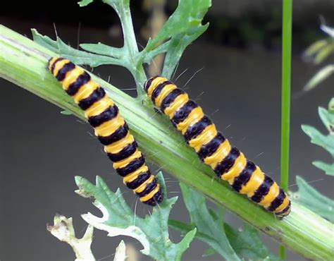Yellow Caterpillar With Red Eyes And Black Stripe Free