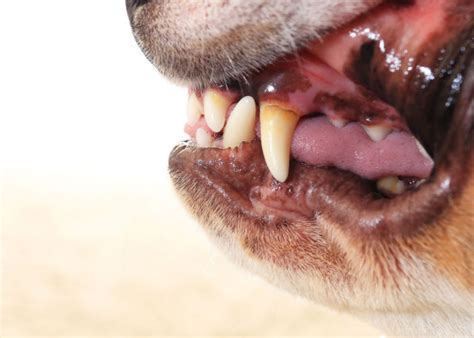 bloedend tandvlees bij honden en wat eraan te doen stichting signaal hond alles  honden