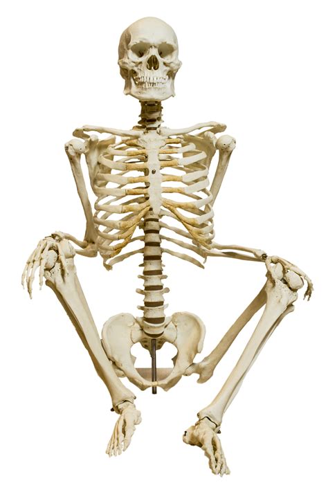 anatomia del cuerpo humano huesos  xxx hot girl