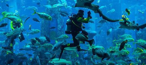 scuba diving  dubai  ultimate travel guide
