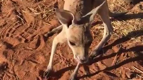 dumpertnl milly de mini kangoeroe