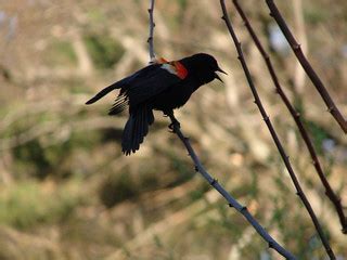red winged blackbird jon hayes flickr