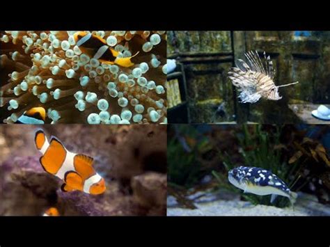 fish  sea   beautiful fishes compilations amazing  stunning relaxation youtube