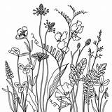 Wildflower Wildflowers Ausmalbilder Botanical Botanische Medow Kritzeleien Coseup Strichzeichnung Kresby Strichzeichnungen Picstagram Daisy Weeks sketch template