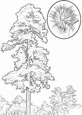 Pine Coloring Tree Pages Drawing Trees Red Cedar Line Printable Cone Clipart Getdrawings Popular Coloringtop Categories sketch template