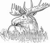 Elk Moose Elch Zeichnen Announced Gemeinsamen Livestream Lucky Saturday Europäischen Sketched Pennwatch Velg Tavle sketch template