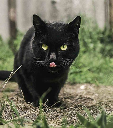 3 bonnes raisons d adopter un chat noir