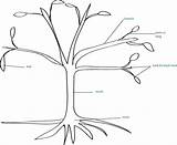 Tree Parts Kids Science Trees Children Colouring Sketch Label Sketches Growingwithscience Pages Shape Growing Different Teaching Make Word sketch template