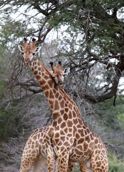 a giraffe same sex relationship africa geographic