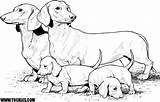 Coloring Pages Dachshund Print Dog Puppy Printable Color Colouring Dogs Kids Sheets Dachshunds Cat Animation Book Popular Weiner Puppies Adult sketch template