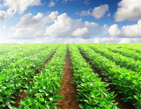 farming  agriculture  south africa uptasker blog