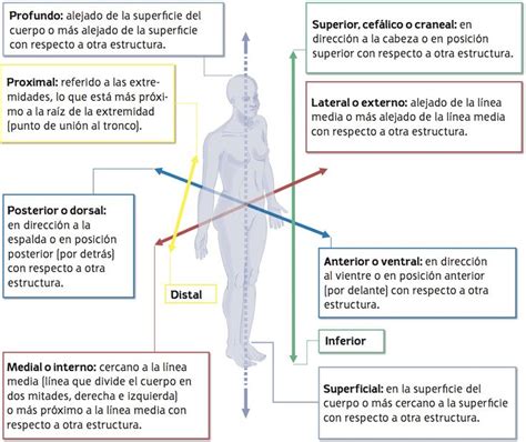 resultado de imagen de direcciones anatomicas health  fitness anatomia biologia