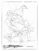 Mandarin Duck Coloring Designlooter Bergsma Sketches Paintings Press 2009 Original sketch template