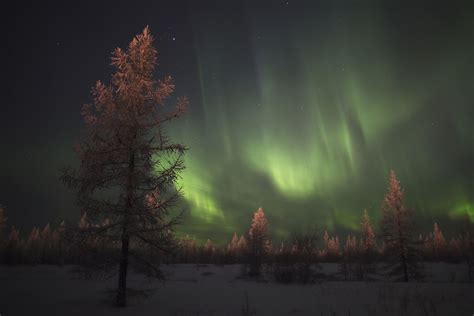 the magic of the russian north polar lights near novy urengoy · russia travel blog