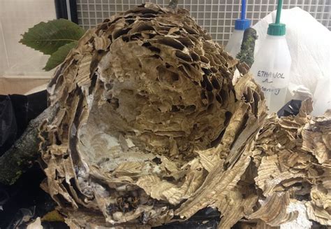 Watch Asian Hornets Nest Dissected Bailiwick Express