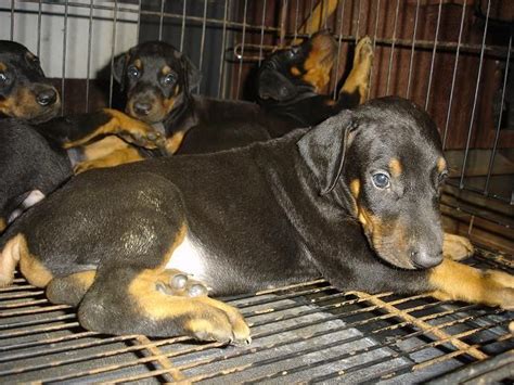 Rush Sale Quality Doberman Puppies For Sale Adoption From