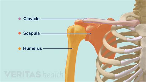 human arm bone anatomy infographic diagram  human skeleton upper