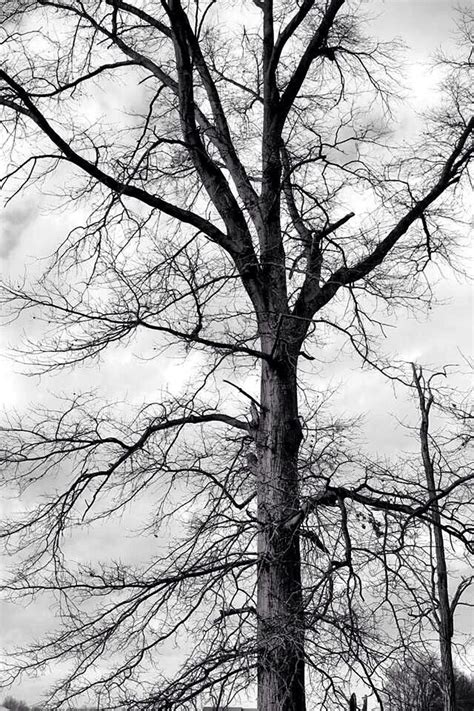 images   photography  pinterest trees black