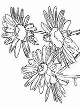 Daisy Coloring Pages Flower Color Flowers Printable Print Getdrawings Outline Drawing Recommended sketch template