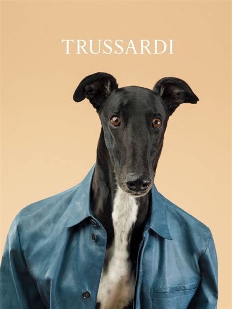 Greyhounds Are The New Supermodels Trussardi S New Campaign Features