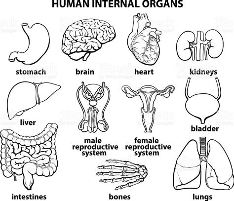 draw internal organs  human body westbrook william