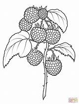 Raspberries sketch template