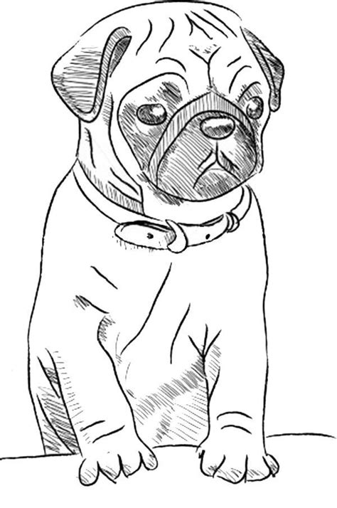 top  ideas  baby pug coloring pages home family style