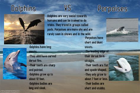 Dolphins Vs Porpoises Postermywall