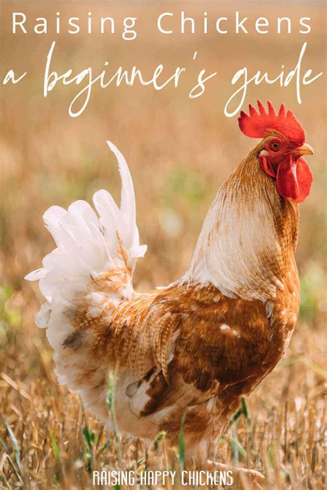how to raise chickens a beginner s guide 2023