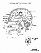 Brain Coloring Labeled Structures Anatomy Sagital Section Human Pdf Body Exploringnature Viewed sketch template