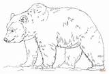 Grizzly Bear Coloring Pages Realistic Printable Drawing Color Print Bears Patterns Polar Adult Drawings sketch template