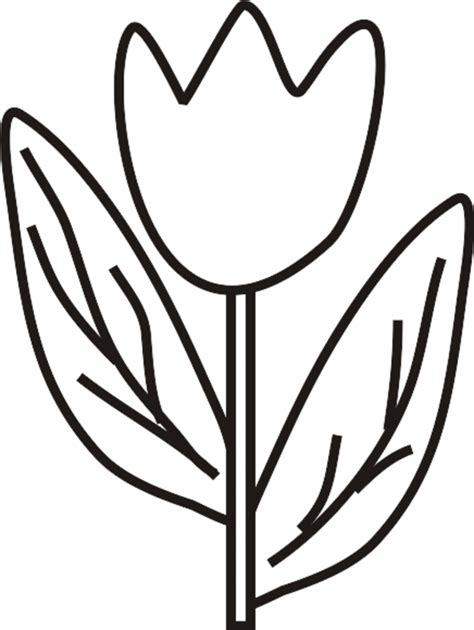 tulip coloring pages  kids coloring home