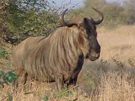animals wildebeest