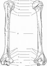 Humerus Anatomy Radius Ulna sketch template