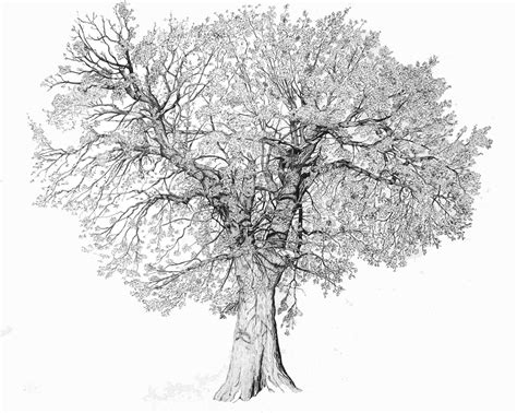 oak tree drawing viewing gallery