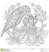 Stilizzato Uccello Ghiandaia Gestileerde sketch template