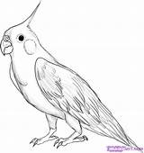 Draw Cockatiel Bird Drawing Birds Coloring Drawings Easy Animal Step Realistic Animals Pages Sketch Pencil Google Simple Sketches Cartoon Parrot sketch template