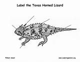 Lizard Horned Toad Mural Texas Drawing Labeling Desert Called Also Habitat Paintingvalley Exploringnature sketch template